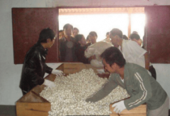 曾是农人致富树一度被农户砍掉现在却又